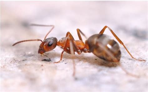 家里突然出现很多蚂蚁